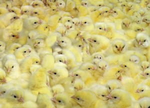 Ovo je najrazvijenija grana stočarstva u Šumadiji i Pomoravlju