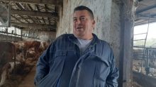 Farma krava Mijatović: Da nisam sagradio štalu – rasprodao bih muzare!