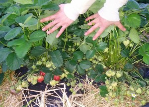 Uložiš ŠEST, a zaradiš DESET HILJADA EVRA već prve godine: Uzgoj ovog voća isplativ je i na samo jednom hektaru