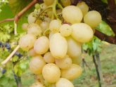 GROŽĐE NA OKUĆNICI – Posadite sorte koje se ne prskaju!