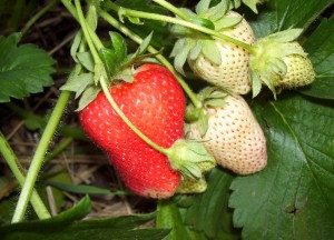 Koje su prednosi prolećne sadnje jagoda?