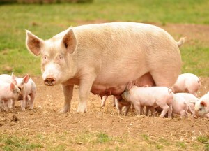 ISHRANA KRMAČA – šećer i zejtin za bolju reprodukciju!