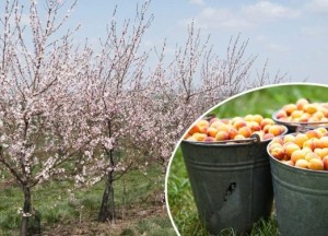 Kalemljenje kajsija preko posrednika – najbolja podloga je beloššljiva