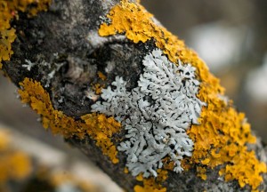 PREMAZ POSLE STRUGANJA: Kako suzbiti lisajeve na voćkama