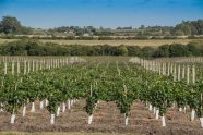 Šta treba raditi u mladom vinogradu – starosti do tri godine?