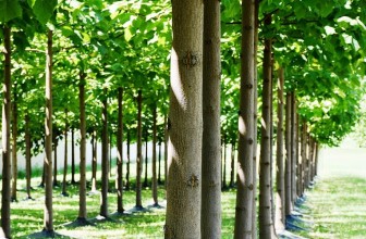 Na prodaju šuma od paulovnije na tri ha – pred seču!