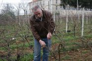 Rezidba vinove loze – rez pre „prolećnih suza“!