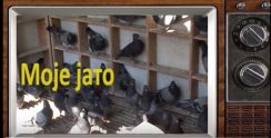 MOJE SELO: Srpski visokoletači – Stambene zgrade oborile šampiona! Evo šta kaže i sadašnji prvak?