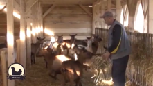 Proizvodnja sira od mleka malih stada koza i ovaca