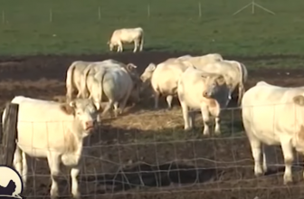 Goveda za tov – Simentalac za jasle, druge rase za pašnjak!