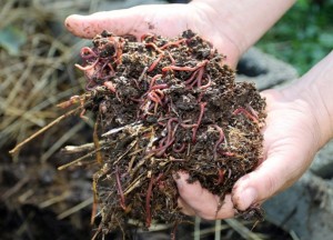 MOJA FARMA GLISTA: Lako do sopstvenog humusa na okućnici