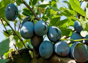 Nove sorte srpske šljive OSVAJAJU SVET