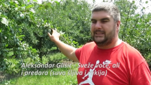 Aca Glišić – Otežan plasman šumadijske suve šljive i rakije