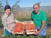 Zaradu na jagodama „pojeli“ troškovi – pa se bave pčelama i turizmom!